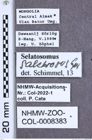 Etiketten zu Selatosomus salebrosus (Gurjeva, 1989) (NHMW-ZOO-COL-0008383)
